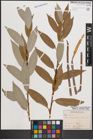 Foto von Salix daphnoides Vill.